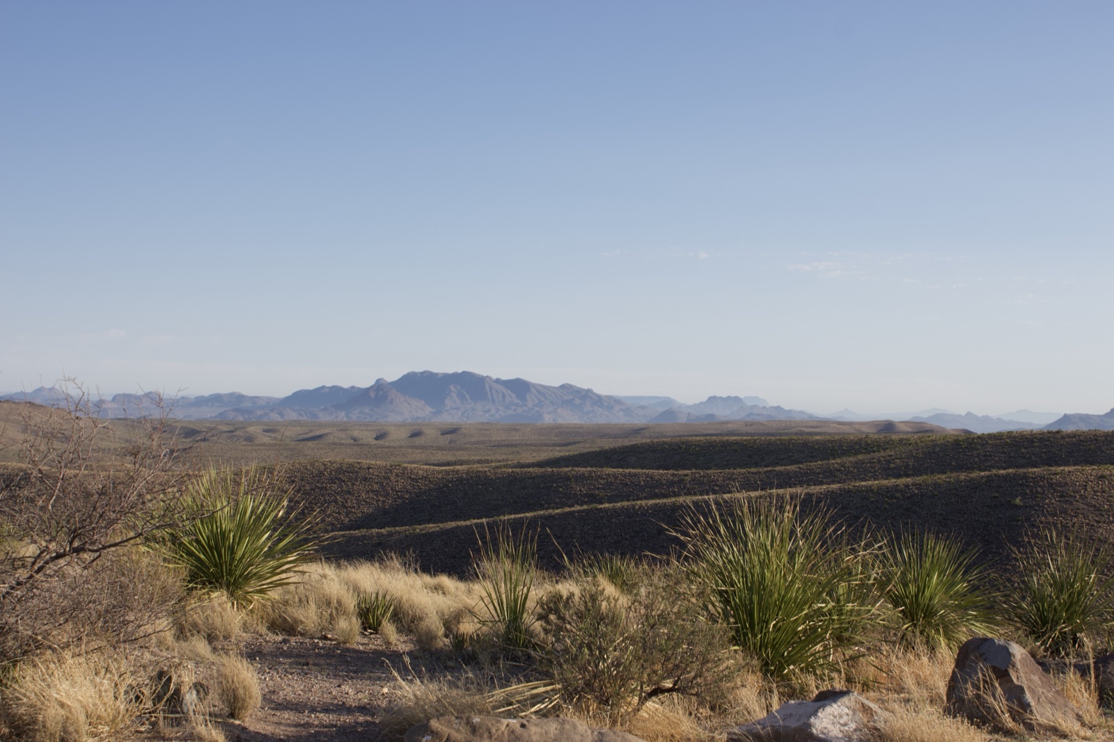 Desert Yucca Landscape with Distant Mountains