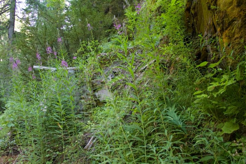 Wildfireweed Along Rocky Forest Slope