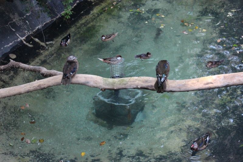 Birds Perched Over Water Enclosure