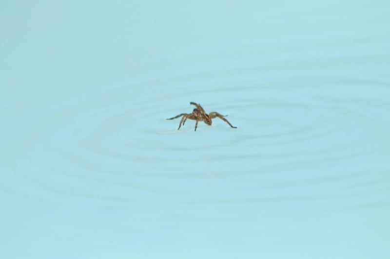 Spider Walking on Water Surface