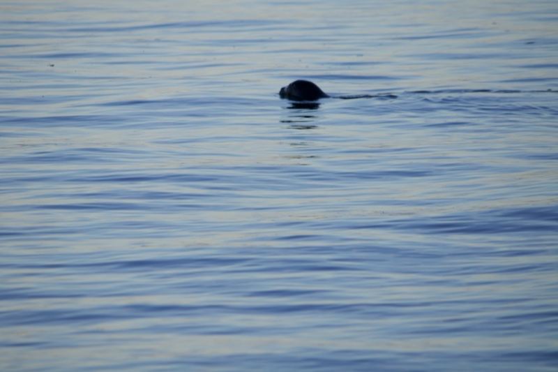 Seal Surfacing on Calm Blue Water