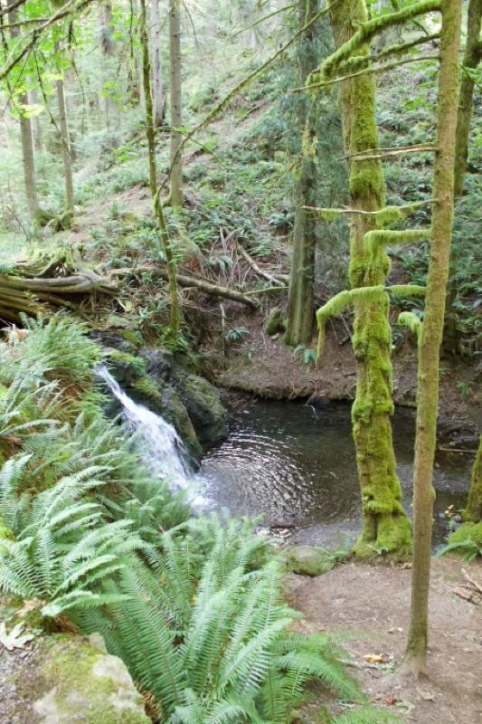 Forest Waterfall With Ferns