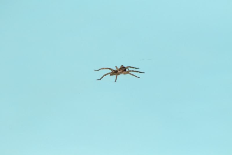 Spider Against Clear Blue Sky