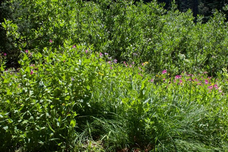 Lush Green Meadow With Wildflowers