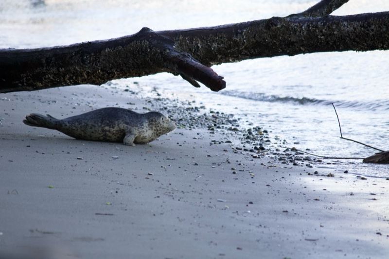 Harbor Seal on Sandy Shore