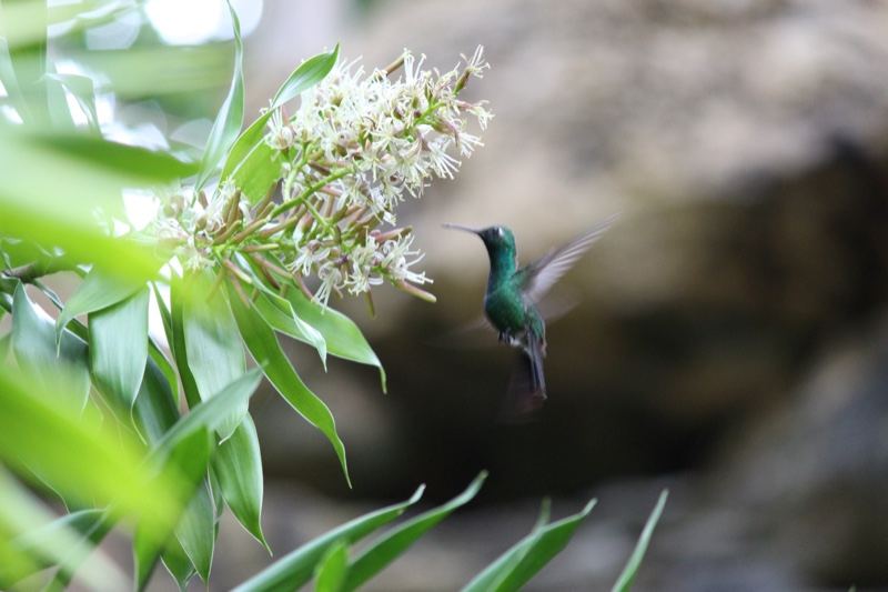 Hummingbird Feeding on White Flowers