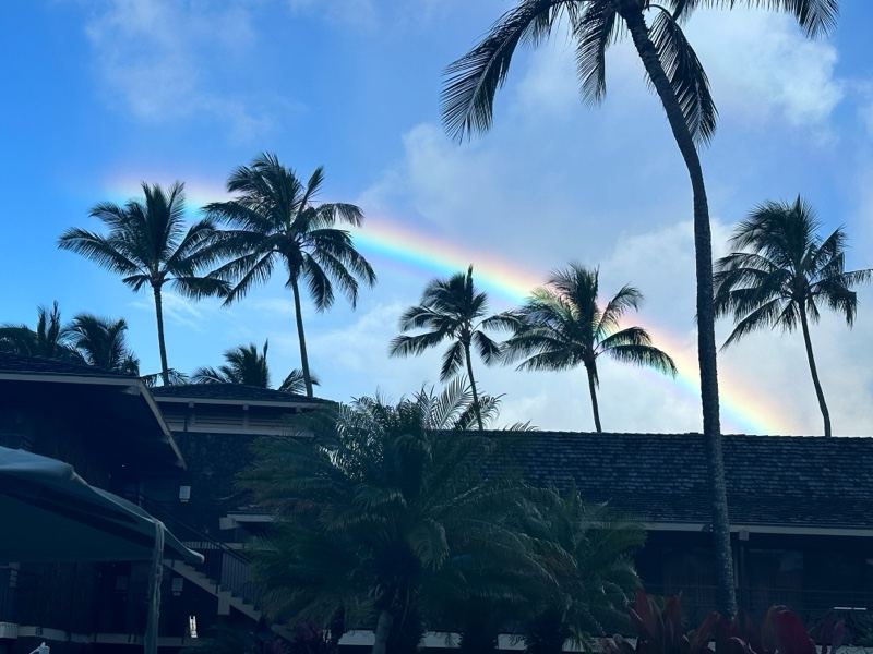 Rainbow Over Palm Trees