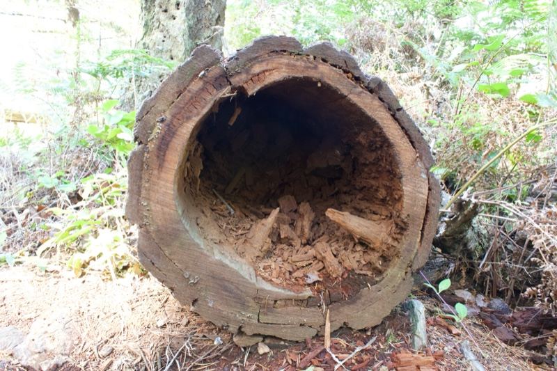 Hollowed Fallen Tree Trunk in Forest