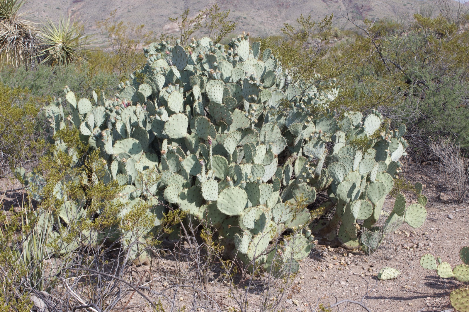 Pale Prickly Pear Cactus in Desert