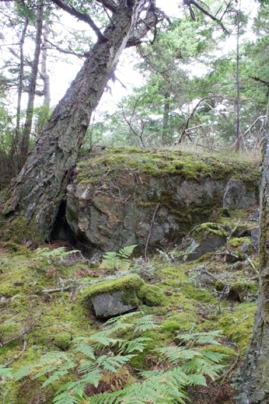 Mossy Rock and Leaning Tree in Forest