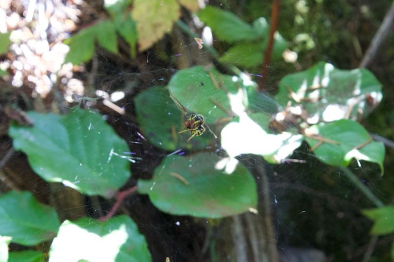 Spider on leaf in forest web