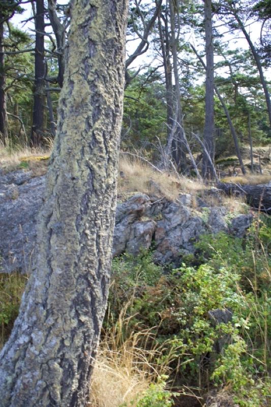 Lichen-covered tree on rocky hillside