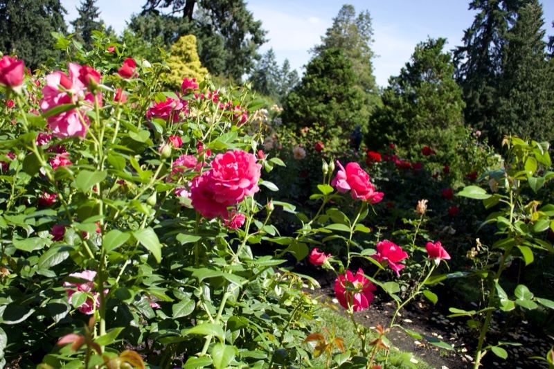 Pink Roses Blooming in Garden