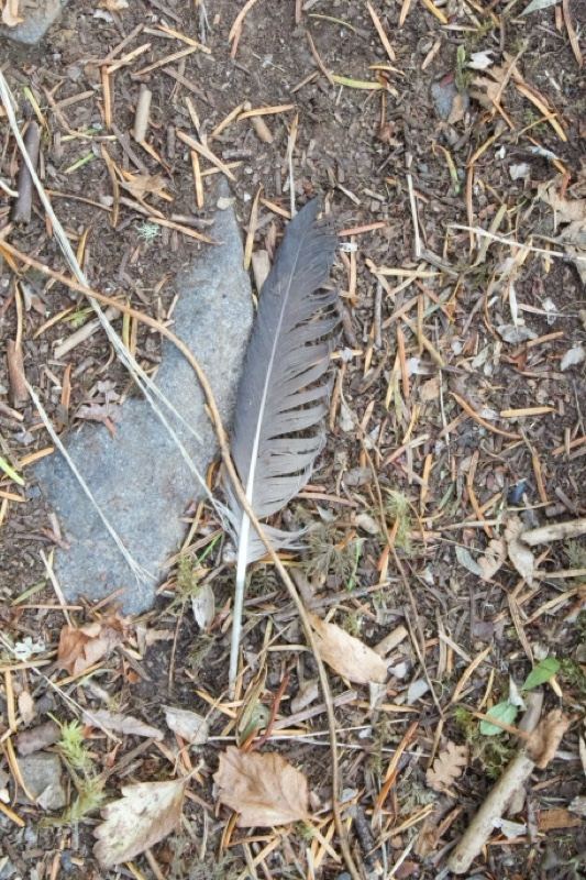 Bird Feathers on Forest Floor