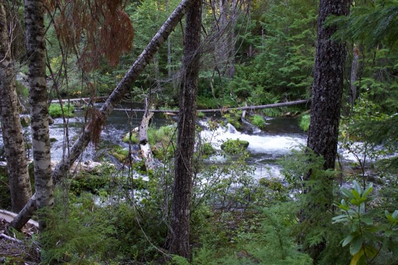 Forest River Through Dense Woodland