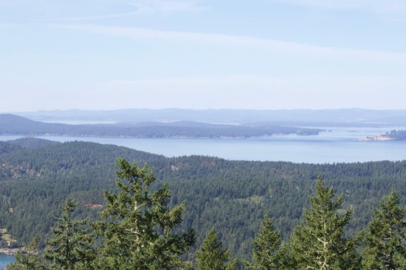 Forest Overlook Over Water