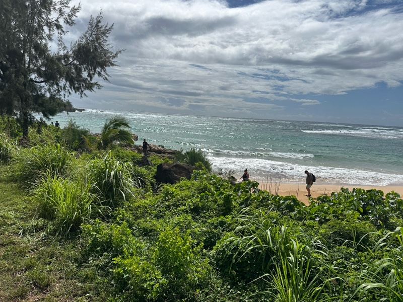 Coastal View Through Lush Greenery