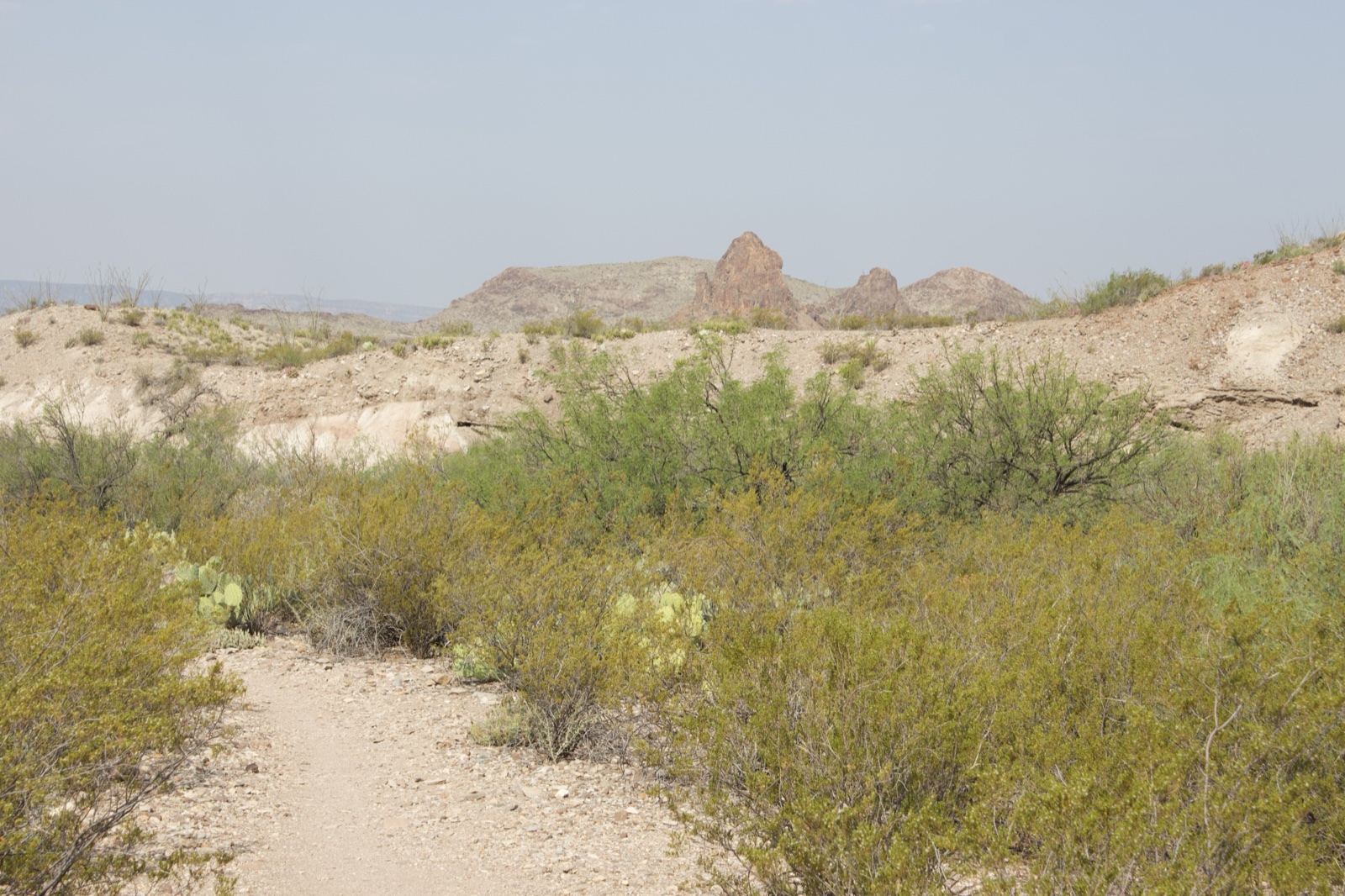 Desert Trail With Cactus And Mountains
