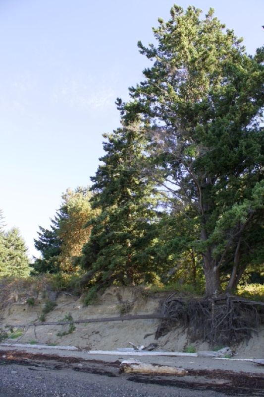 Coastal Evergreen Trees on Bluff