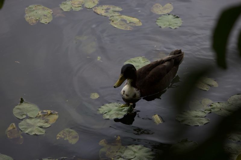 Mallard Duck on Lily Pad Pond