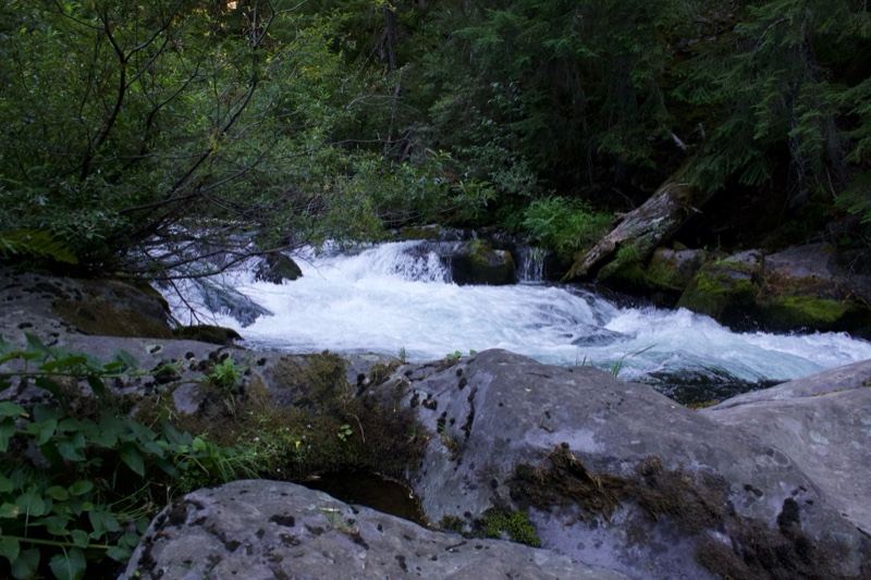 Forest River Rapids Over Rocks