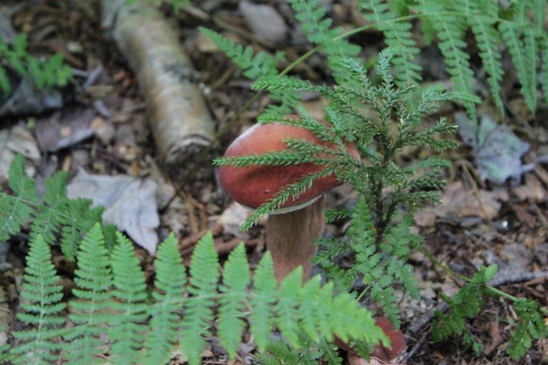 Red Mushroom Among Ferns Forest Floor