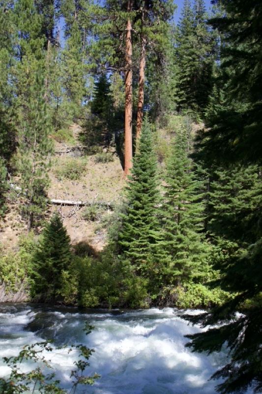 Whitewater River Through Conifer Forest