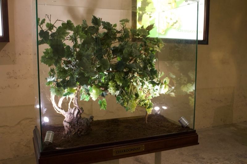 Preserved Grapevine in Glass Display Case