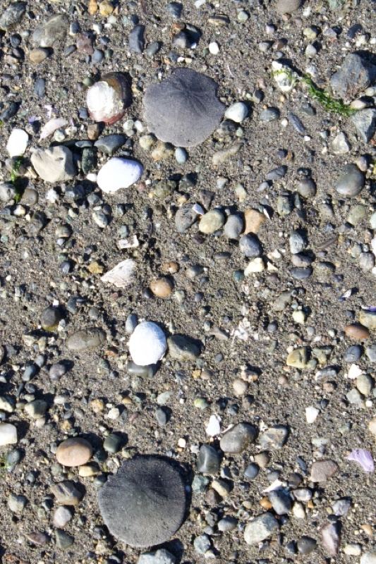 Sand dollars on pebbly beach