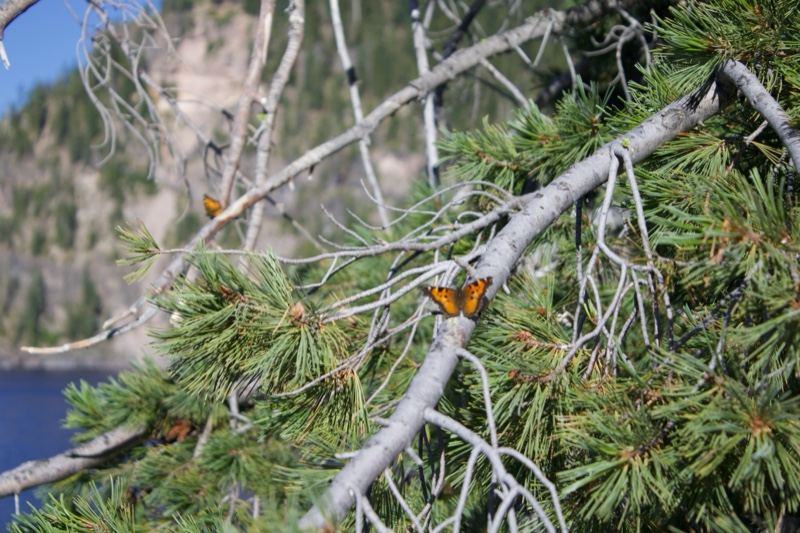 Orange Butterfly on Pine Branch Over Lake
