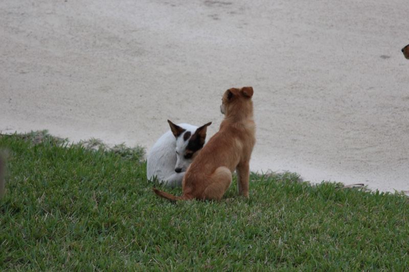 Two Dogs Sitting on Grass Near Sand