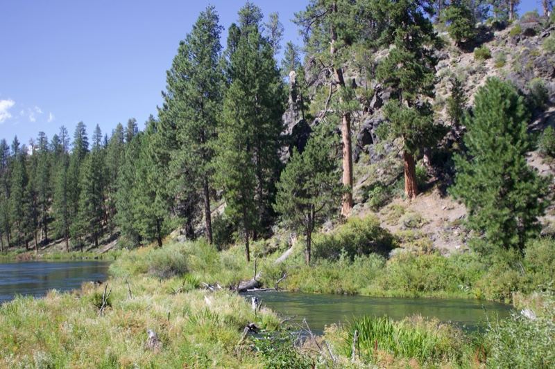 Riverbank Forest With Mountain Backdrop