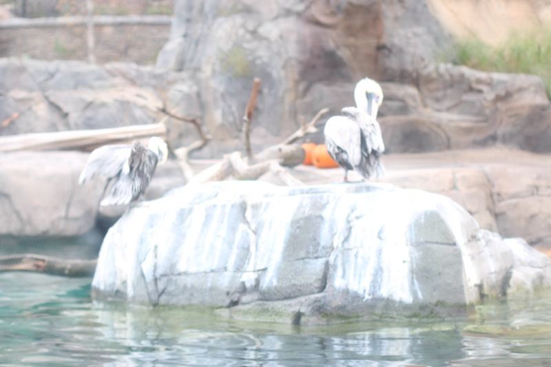 White Pelican Perched on Rock