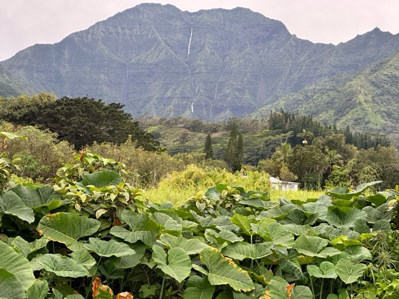 Lush Mountain with Tropical Foliage Foreground
