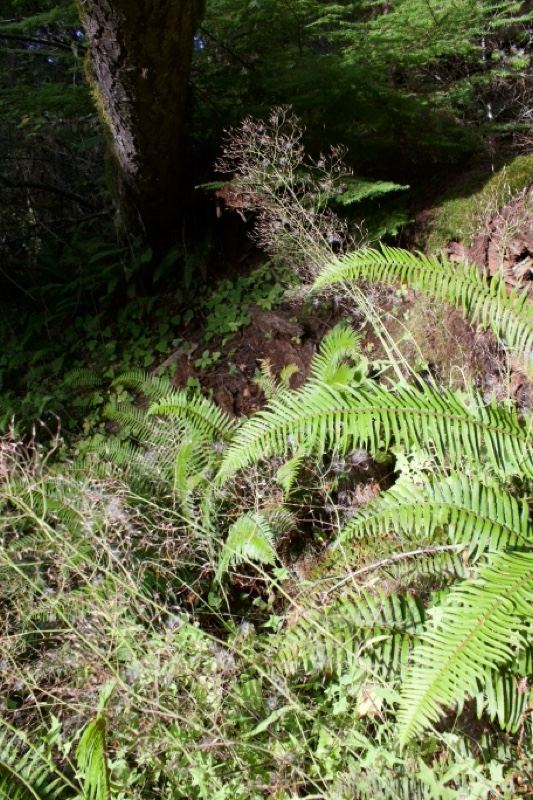 Ferns on Forest Floor in Woodland