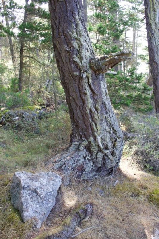Weathered Pine Tree in Forest
