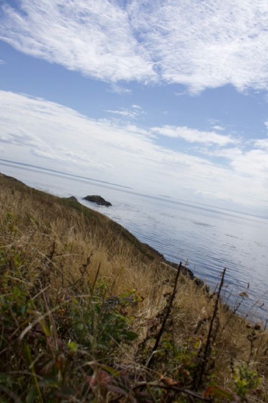 Coastal Grassy Cliff Overlooking Sea