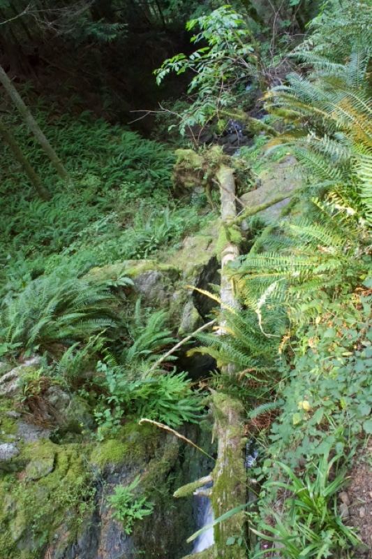 Small Waterfall in Fern Forest