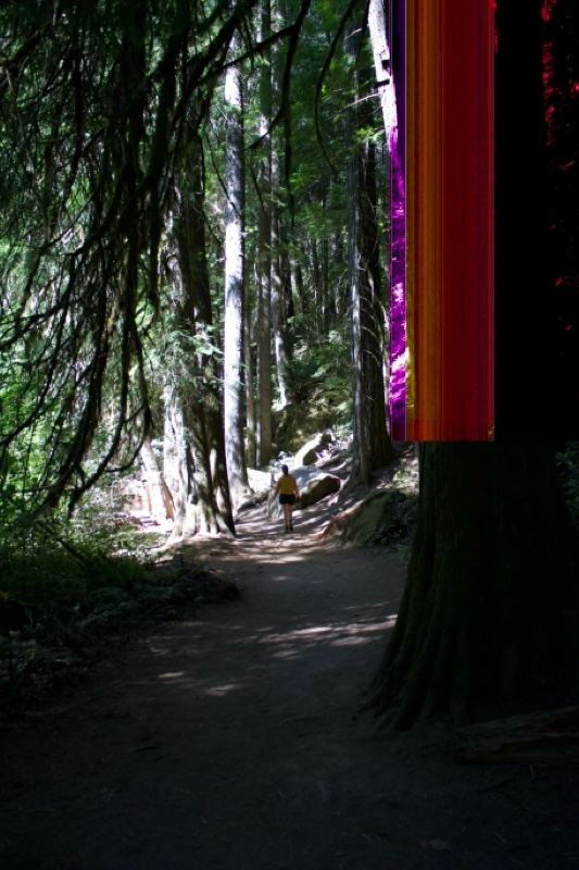 Sunlit Forest Trail Through Trees