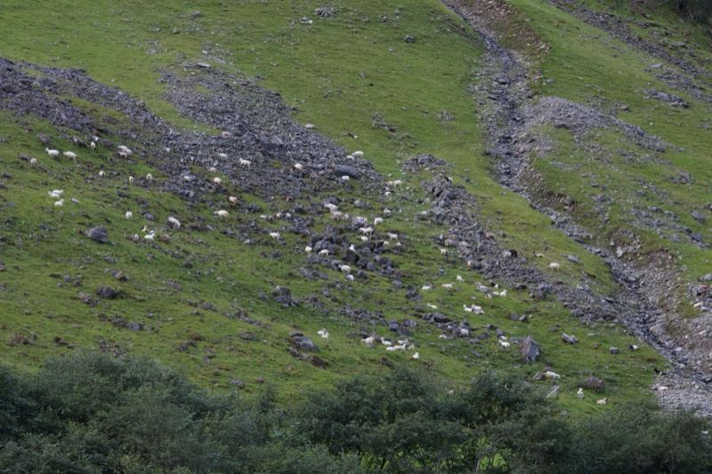 Sheep Grazing on Green Hillside