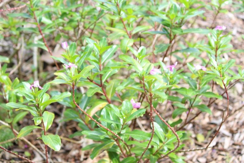 Pink flowering shrub in leaf litter