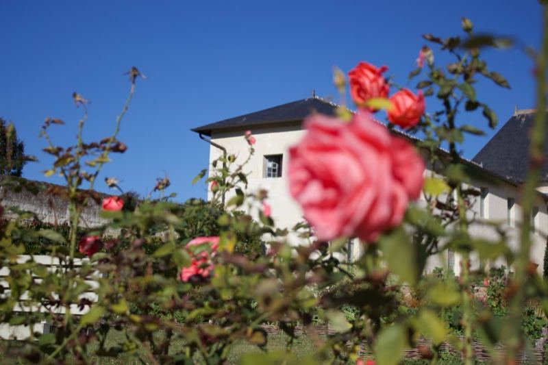 Pink Roses Before White House
