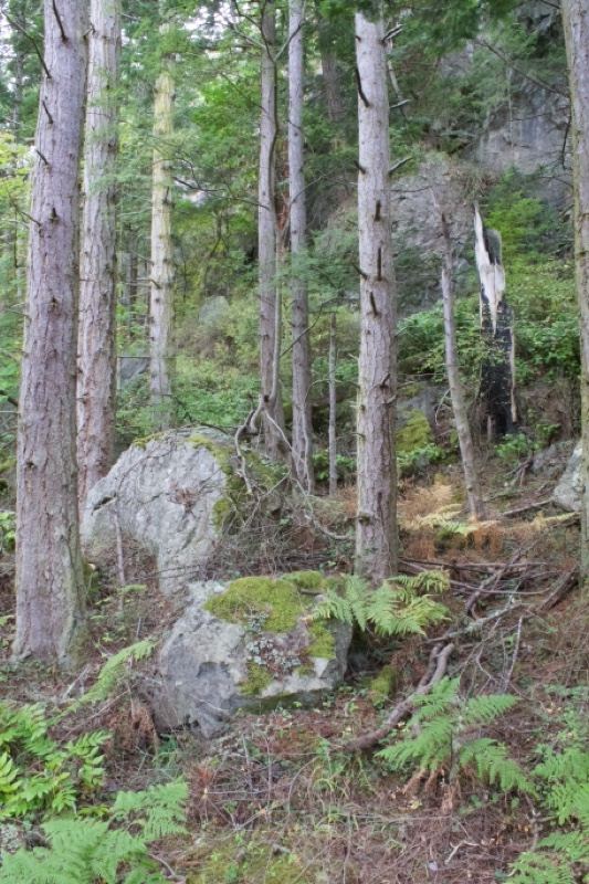 Mossy Rocks in Shaded Forest