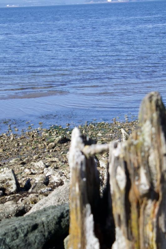 Weathered Driftwood on Rocky Shoreline