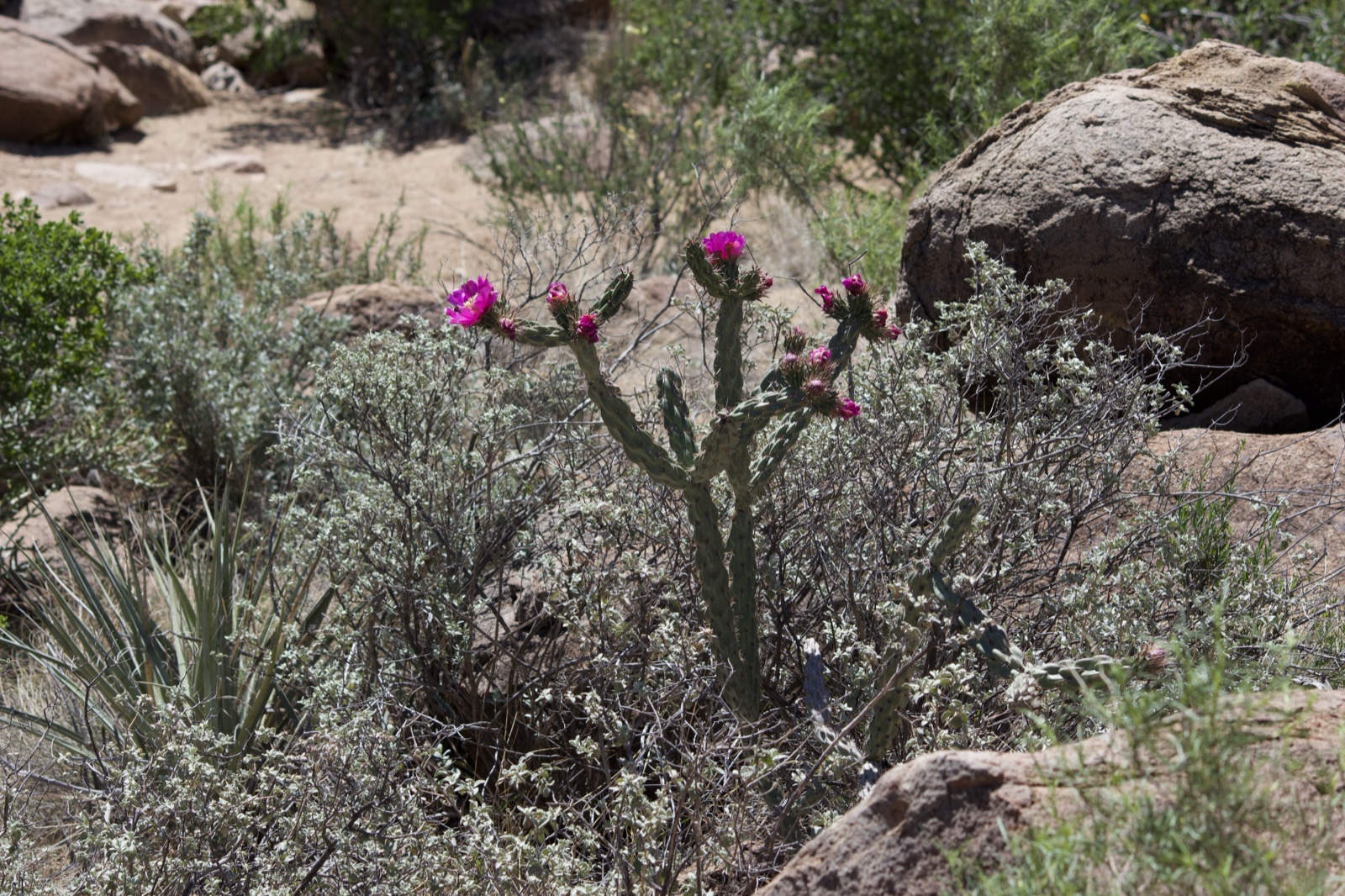 Pink Flowering Cholla Cactus Desert