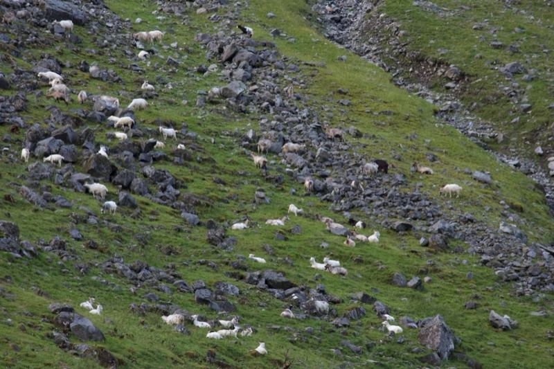 Sheep Grazing on Rocky Grassy Hillside