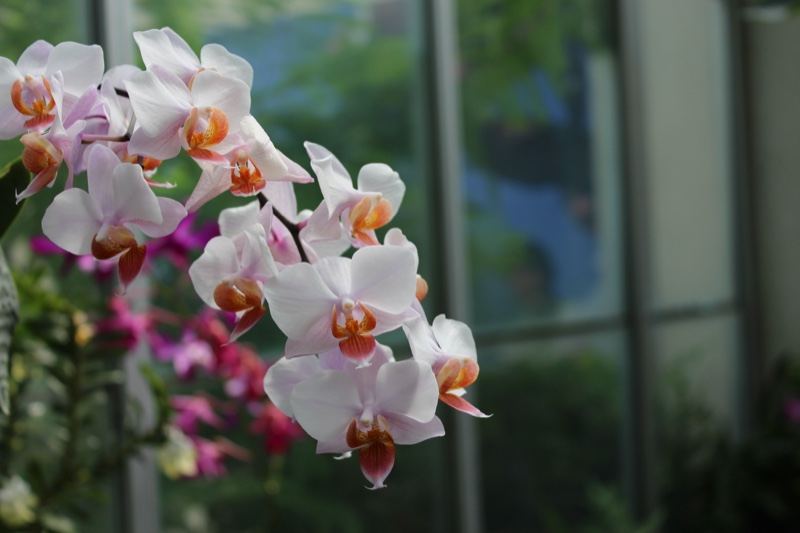 White Phalaenopsis Orchids in Greenhouse