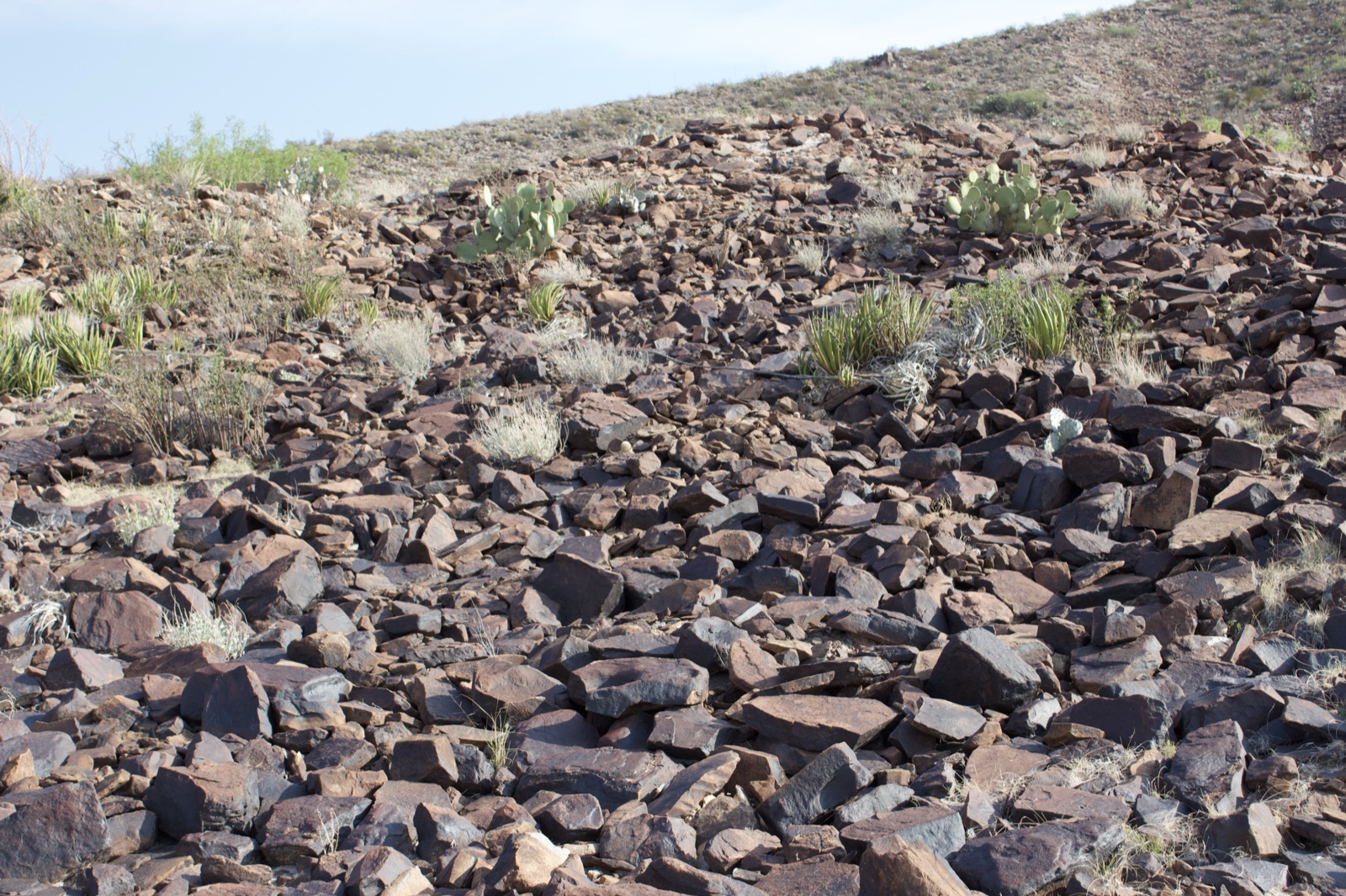 Rocky Desert Hillside with Sparse Vegetation