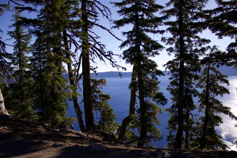 Pine Trees Overlooking Lake