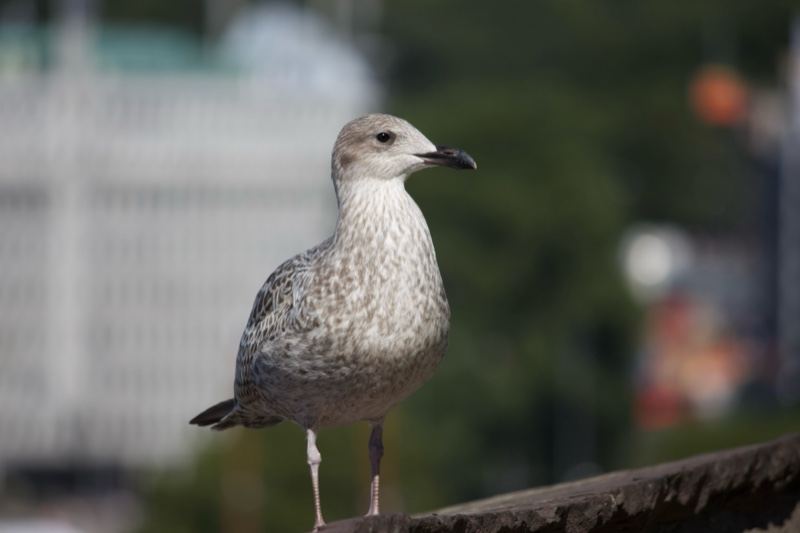 Juvenile Seagull Perched on Ledge